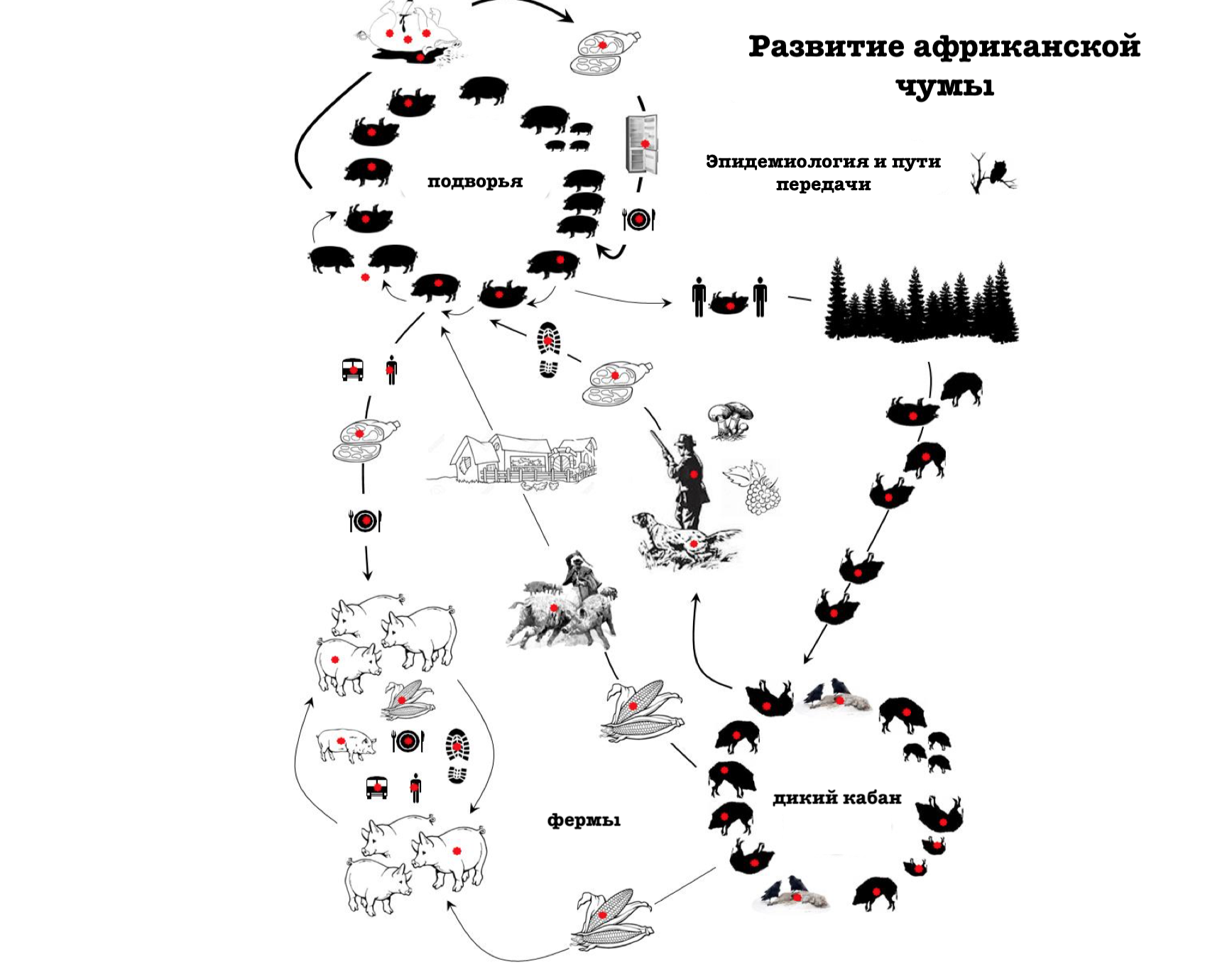 Комплекс эпидемиологических факторов и путей передачи, участвующих в поддержании эндемичности и географической экспансии вируса АЧС в Восточной Европе (циклы 3 и 4) © GF-TADs