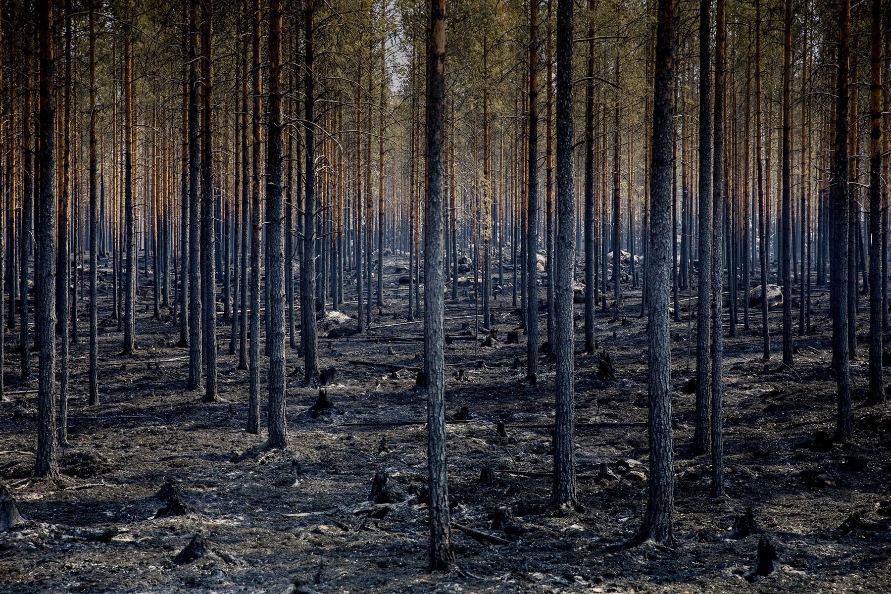 С изменением климата лесные пожары участились и тушить их становится сложнее. Основной причиной возгораний является человеческий фактор. Так, по информации BBC в 2018 году в Швеции произошли лесные пожары, которые нанесли ущерб хозяйству на сумму 600 млн шведских крон (51 млн евро) © European Union (photo by Pavel Koubek)
