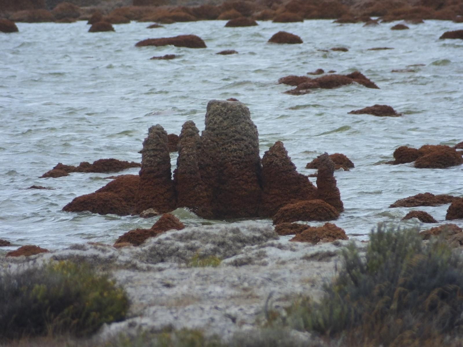 Строматолиты растут в озере, их живые конусовидные образования видны из воды.