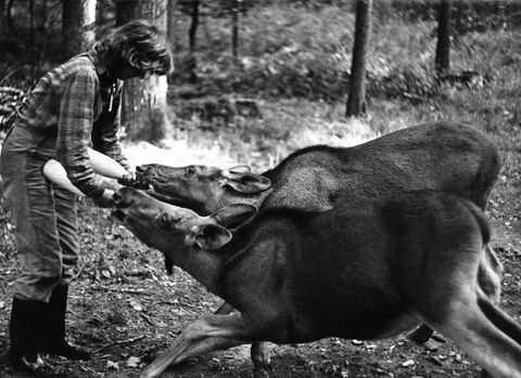 Для животных она была как мать. На фото с лосями-близнецами, которых Коссак называла Кола и Пепси. Фото Леха Вильчека