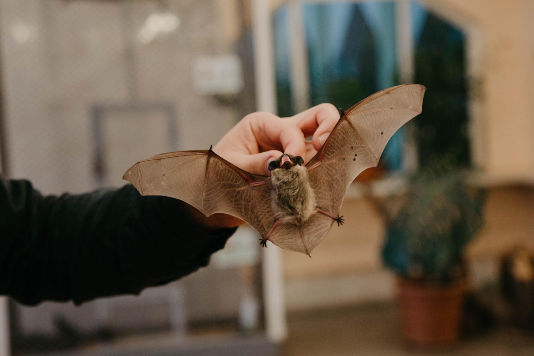 Сон до весны: как летучих мышей отправляют на отдых в санаторий