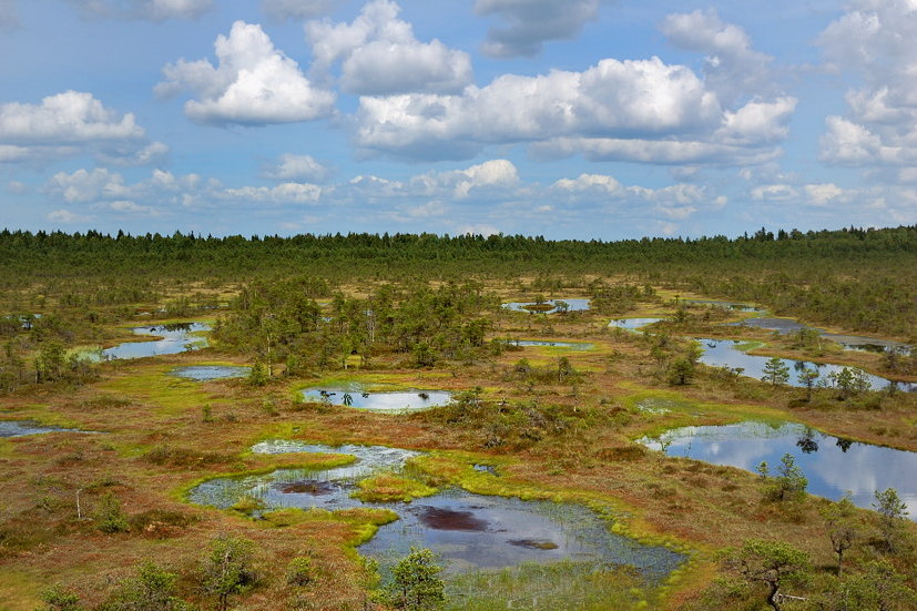 В настоящее время болота в Беларуси занимают около 11% от площади страны, или 2,39 млн га. Из них 4% находятся в ненарушенном состоянии