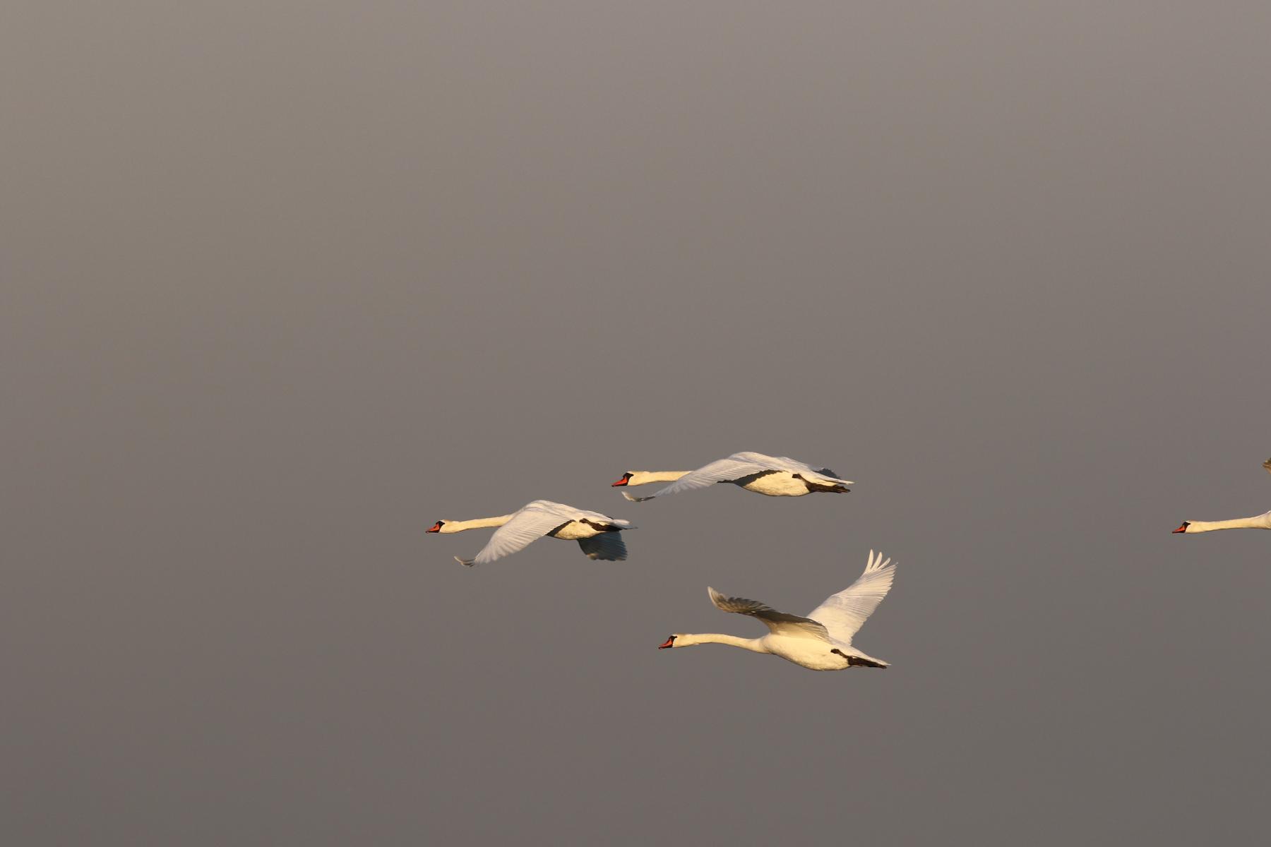 Перелетающие на западный берег лебеди-шипуны, в поисках более закрытой тихой бухты. Птицы любят не очень ветреные тихие места. Для справки, птичий полёт может проходить и на расстоянии 10000 метров.