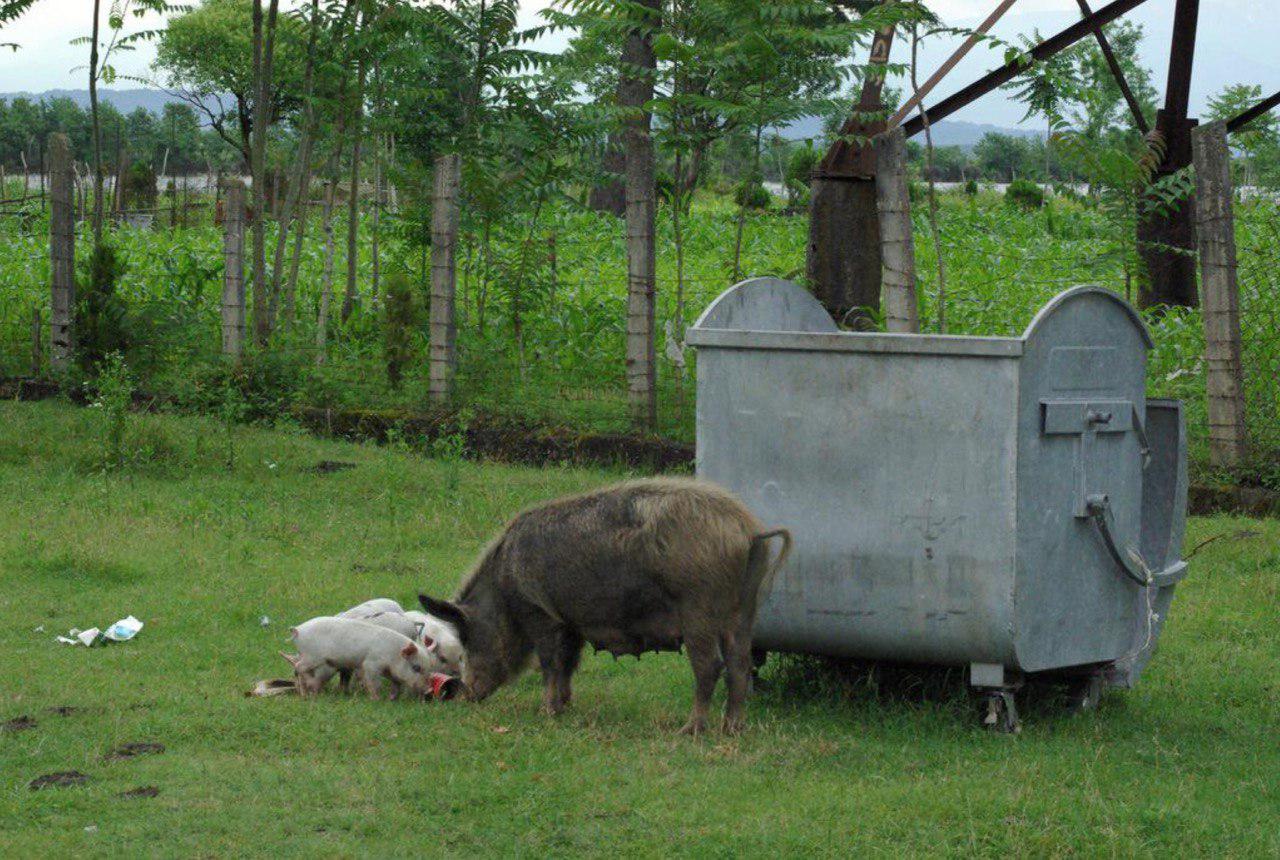 Домашние свиньи со свободным выгулом в Грузии, кормящиеся рядом с мусорным баком, иллюстрируют один из основных механизмов распространения болезни у домашних свиней