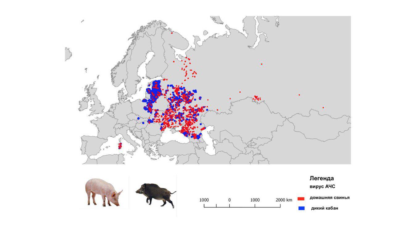 Географическое распространение АЧС у домашних свиней и кабанов на основании официальных уведомлений в МЭБ в 2008-2018 гг. (По состоянию на 31.05.2018 г.)