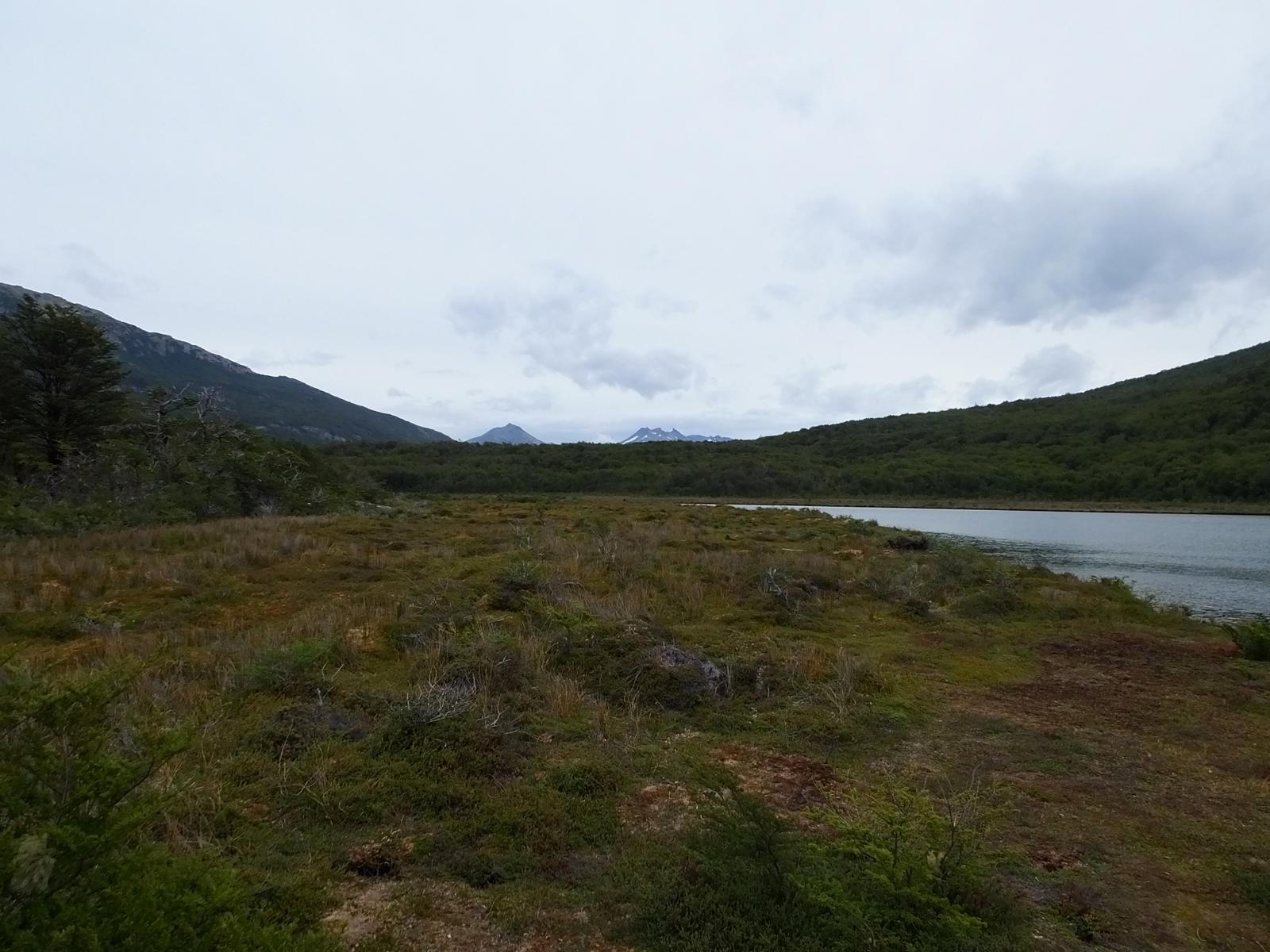 Сфагновое болото в Национальном парке Tierra del Fuego