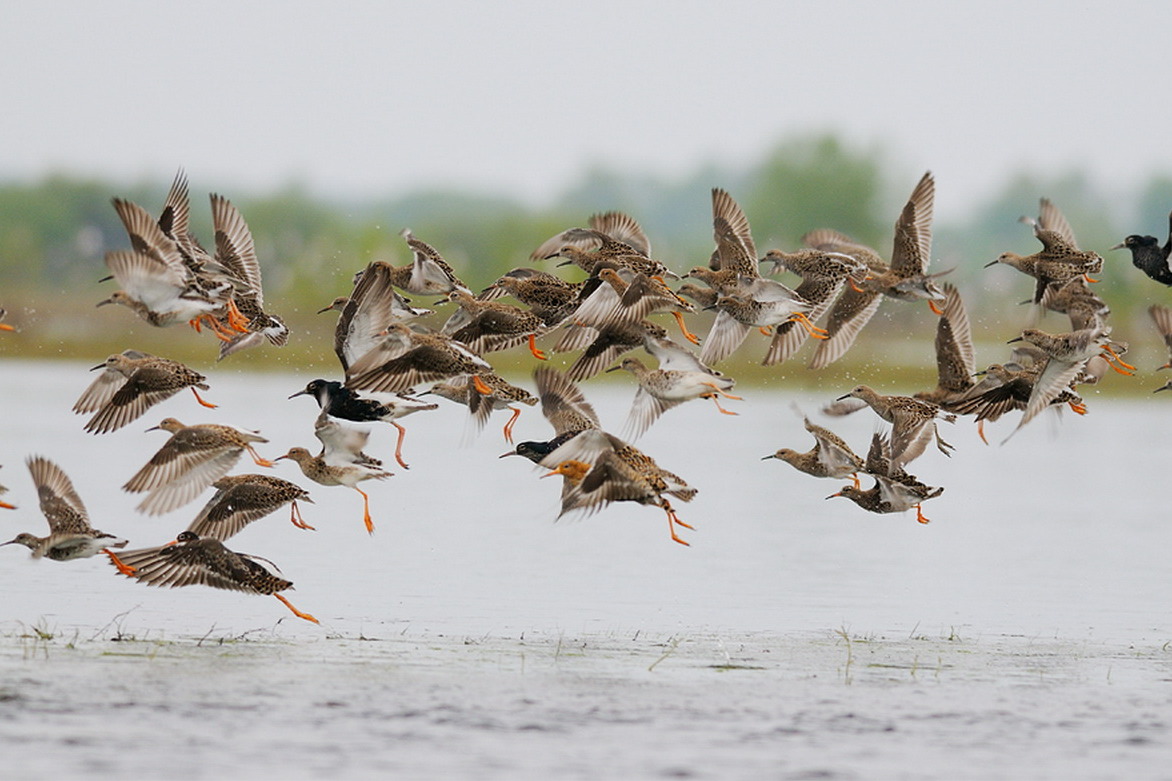 Река Припять — это важнейший миграционный путь для миллионов птиц