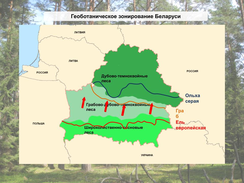 Карта лесов белоруссии