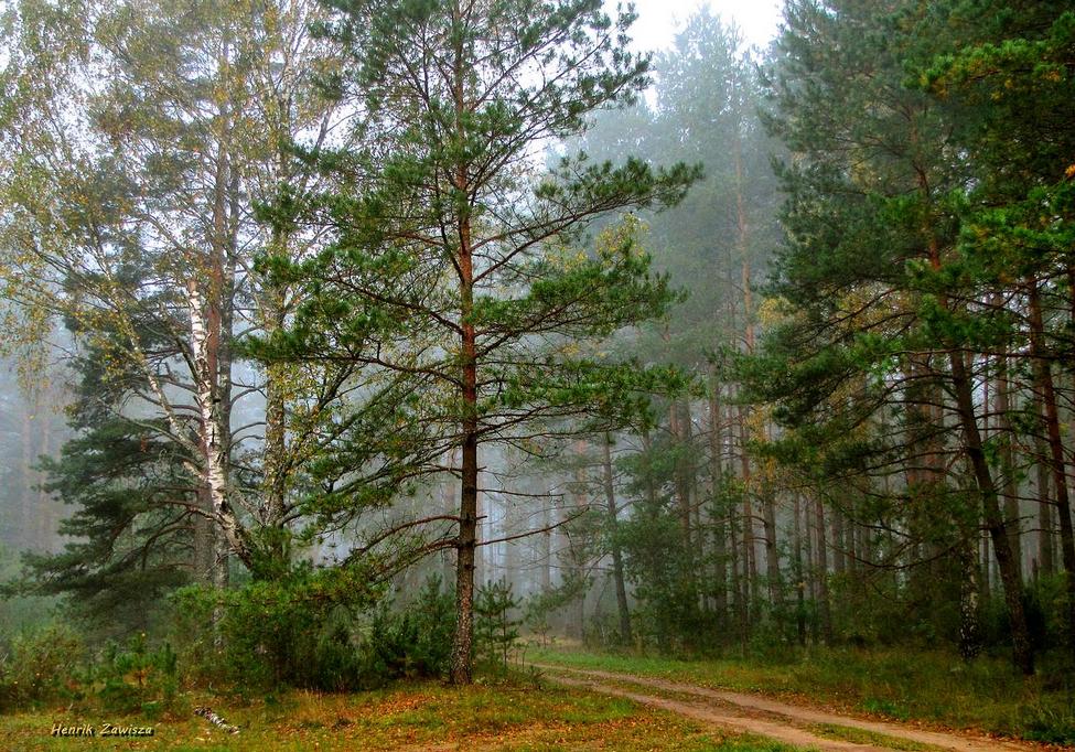 Хвойная тишина. Березово Сосновый лес. Лесная опушка ельник. Лесистый лес Литва. Хвойный лес Карелии.