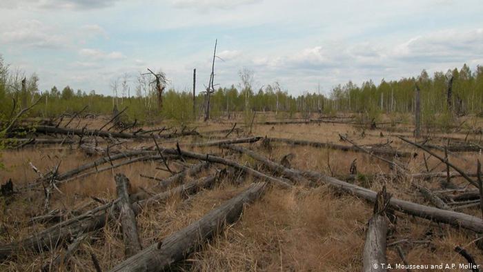 Красный лес возле Чернобыля в Украине представляет высокий риск пожара из-за недостатка бактерий, который препятствует гниению деревьев