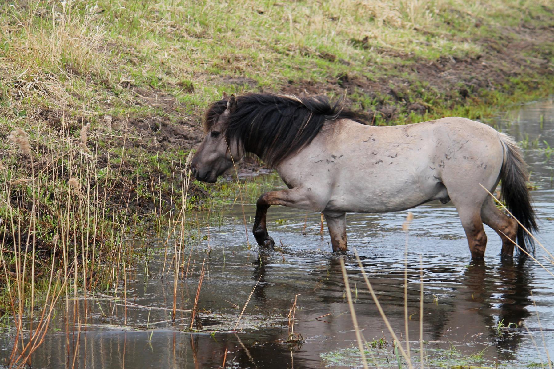 Поначалу лошади не решались заходить в воду, а сейчас смело форсируют канаву, отправляясь с пастбища в лес и обратно.