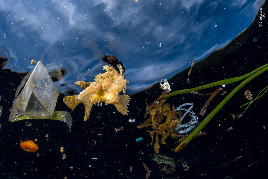 «Жизнь среди мусора». Грег Лекёр, Франция. Океан является жертвой человеческой деятельности. Эта рыба семейства морских чертей не могла спрятаться среди пластика, а находящаяся рядом ветвь водорослей саргассума, которая обычно укрывает этот вид, была слишком далеко. Некоторые люди классифицируют массу пластика, переносимого океанскими течениями, как седьмой континент. Мастер камуфляжа и ненасытный хищник из засады, рыба-лягушка семейства клоуновых обычно преследует свою добычу через плавающие острова бурых морских водорослей саргассума, используя приманку на голове, чтобы заманить свою добычу. В последние десятилетия она вынуждена разделить среду обитания лучепёрых рыб с некоторыми из 12,7 миллионов тонн пластика, который ежегодно попадает в океаны. Сокращение его использования является очевидным решением.