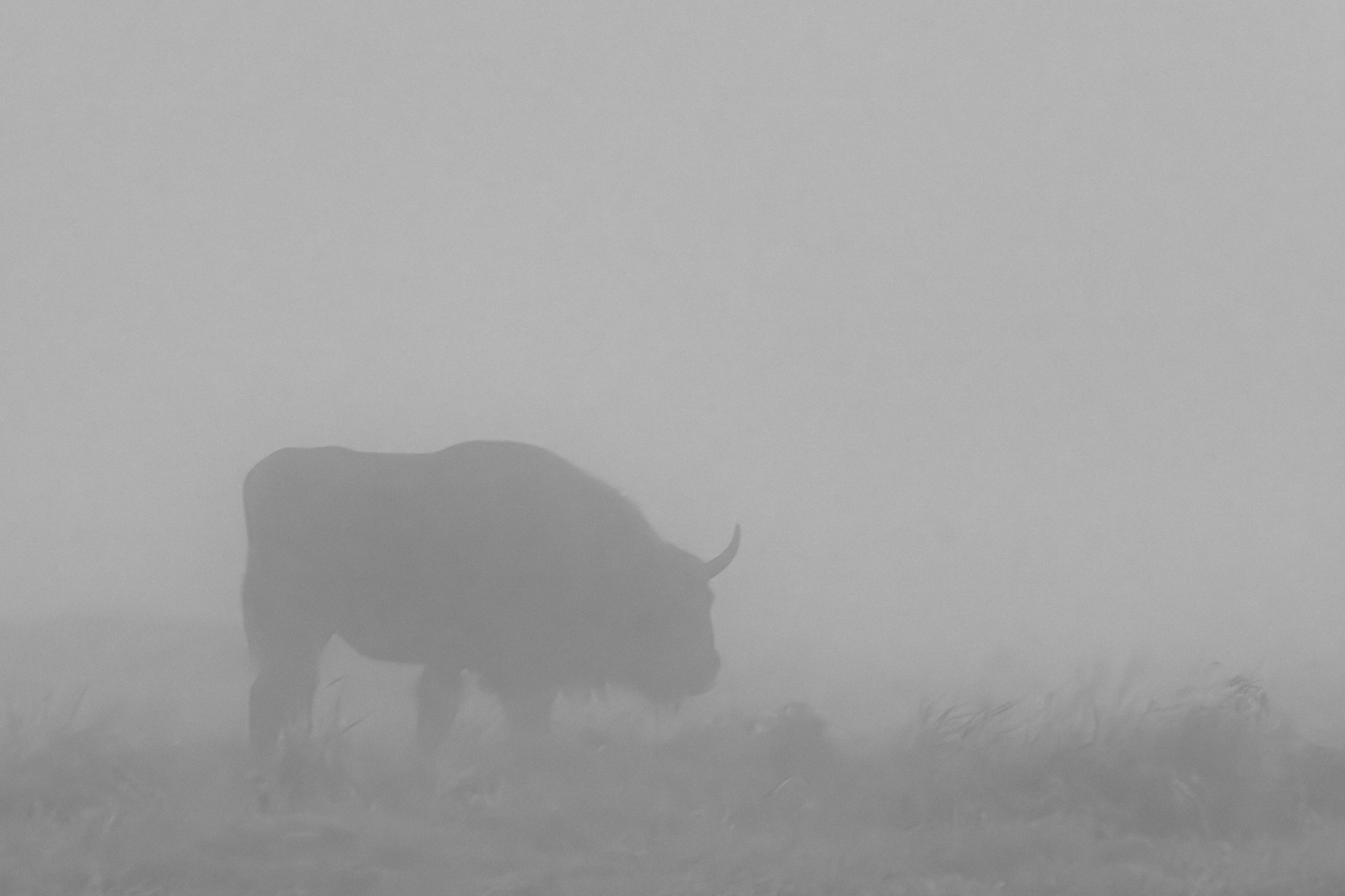 Зубр (Bison bonasus). © Леонардюс Бёйс