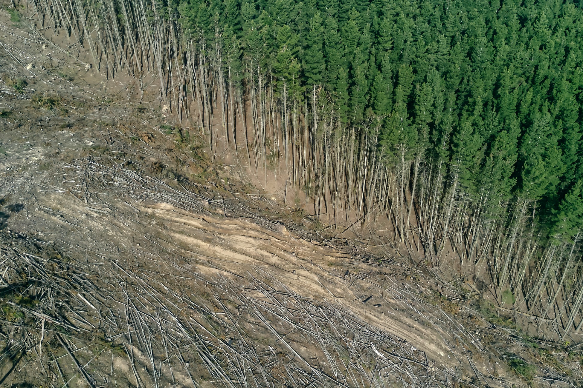 Вырубка леса. © unsplash.com