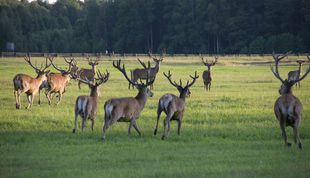 фото: Белорусский зеленый портал