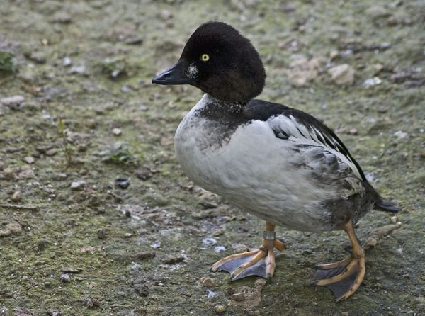 Duck_(7465070336)