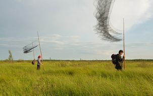 vertliavaja-kamyshovka