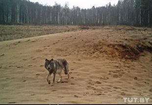 Волк в дикой природе Налибокской пущи. Снимок сделан при помощи фотоловушки Вадима Сидоровича.
