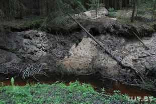 Вход в нору — за поваленной елкой, выше реки. Фото из архива Вадима Сидоровича.