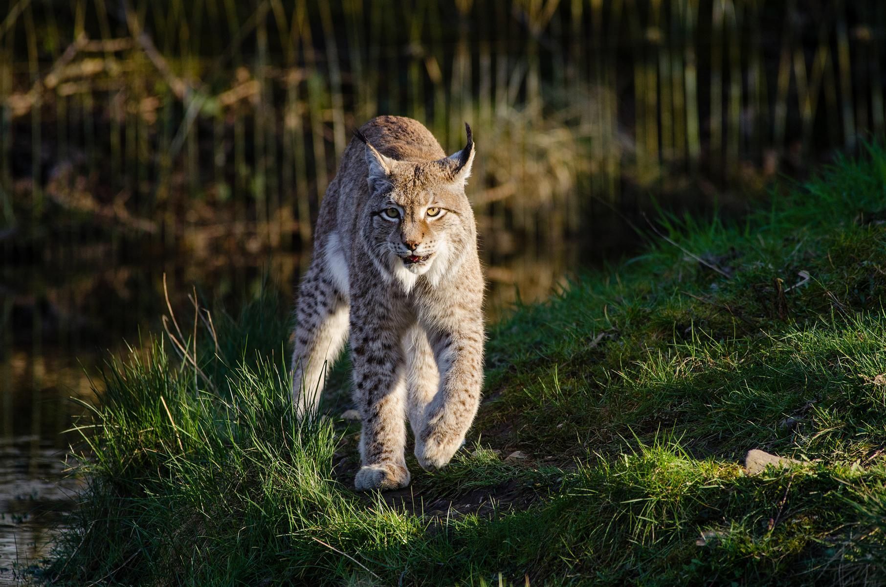 Европейская рысь (Lynx lynx)