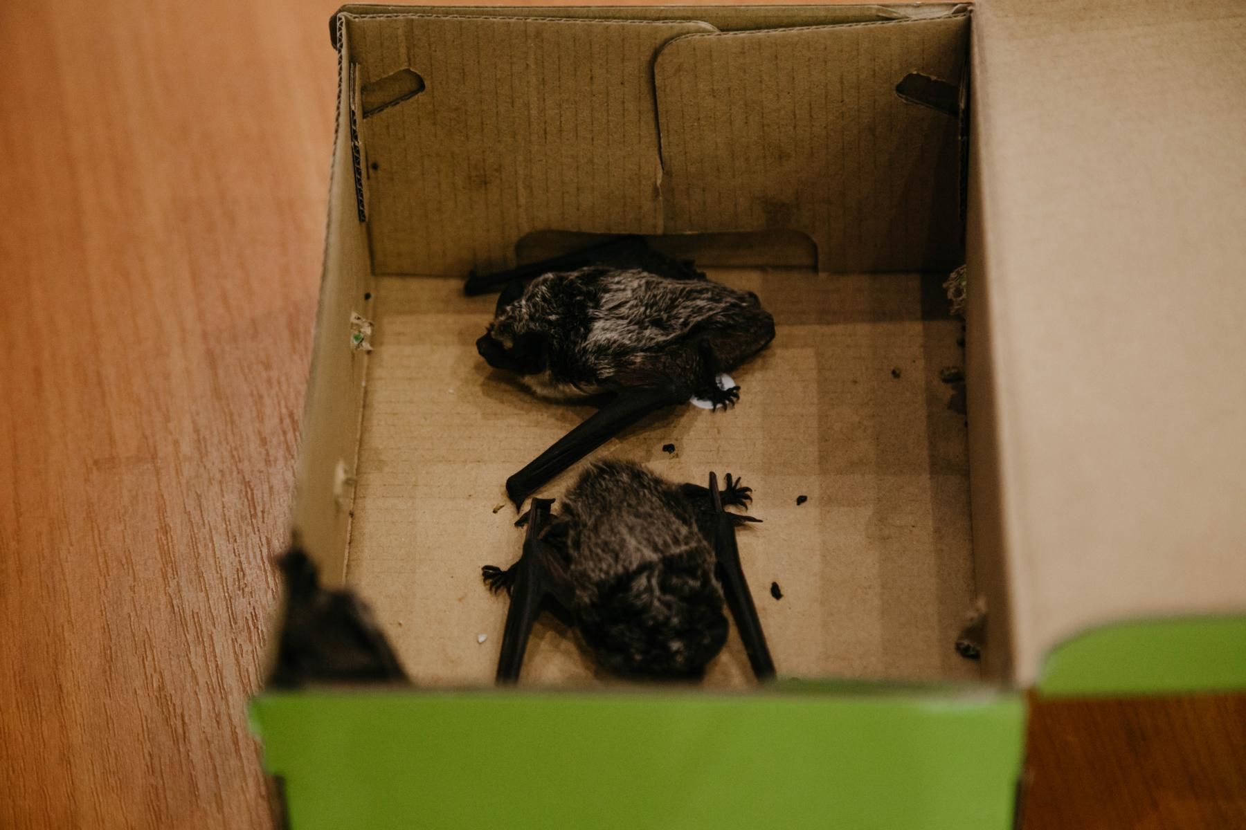 Раз или дважды в неделю Алексей Шпак либо его помощники доставляют партию летучих мышей на Макаёнка. В коробке из-под обуви, растопырив крылья, трое двухцветных кожанов.