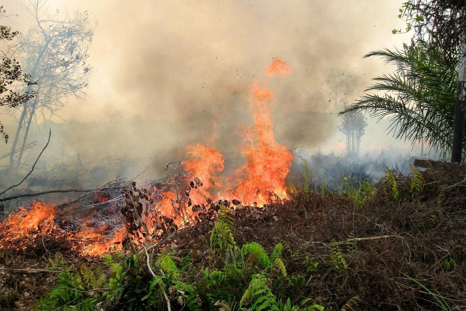 Лесные пожары, а вместе с ними и торфяников, в основном вызваны деятельностью человека. Палангкарая, Центральный Калимантан, Индонезия, сентябрь 2011 г.