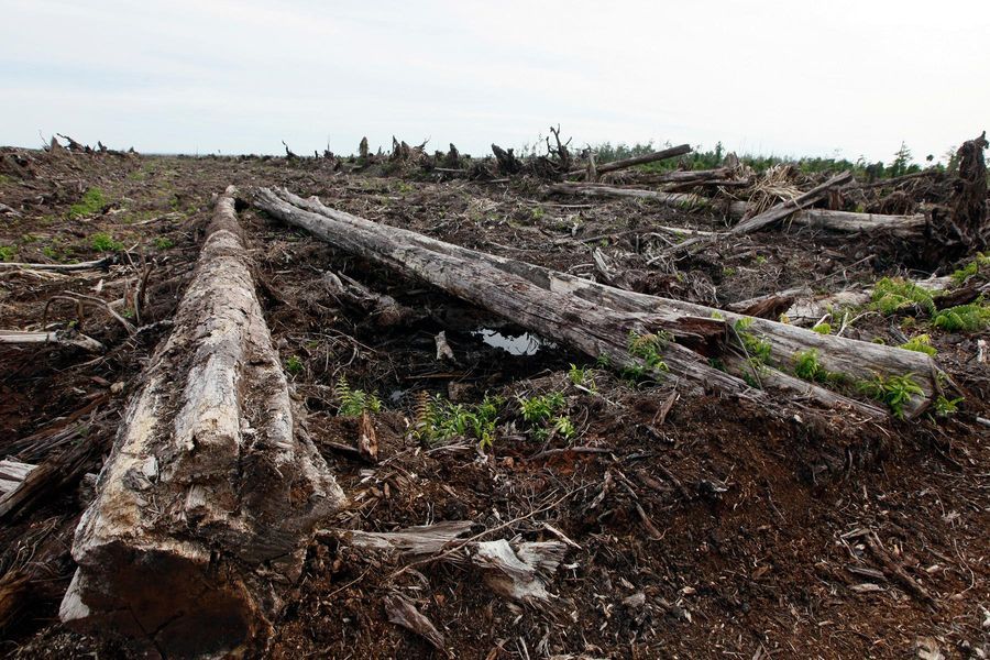 Расчищенная земля на торфяном болоте Трипа в Наган Райе для плантации пальмового масла, принадлежащая PT Kalista Alam, провинция Ачех, Индонезия, 29 сентября 2012 года