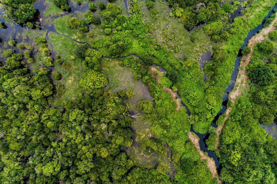 Торфяные леса в селе Парупук, Катинган. Центральный Калимантан
