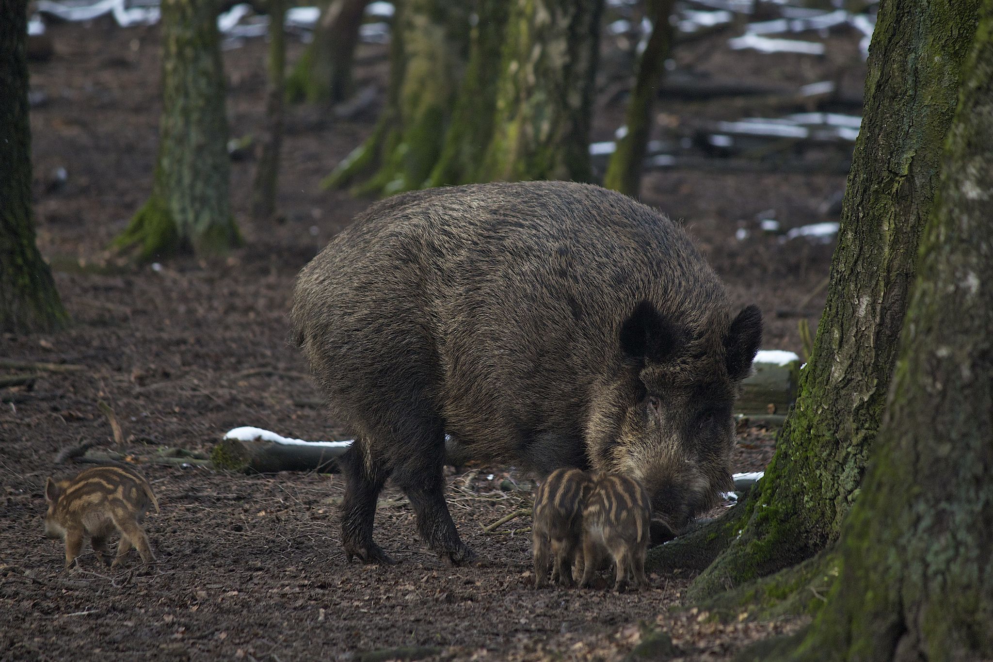 В Беларуси в 2013 г. в связи с опасностью АЧС (африканской чумы свиней) было принято решение об уменьшении численности диких свиней, которое переросло в изъятие данного вида из нашей природы. Если в 2013 году в Беларуси насчитывалось обитающих в охотничьих угодьях 80,4 тыс. особей, то уже в 2014 только 8,6 тыс. Данные о 2015 г. умалчиваются и приводится все та же прошлогодняя цифра.