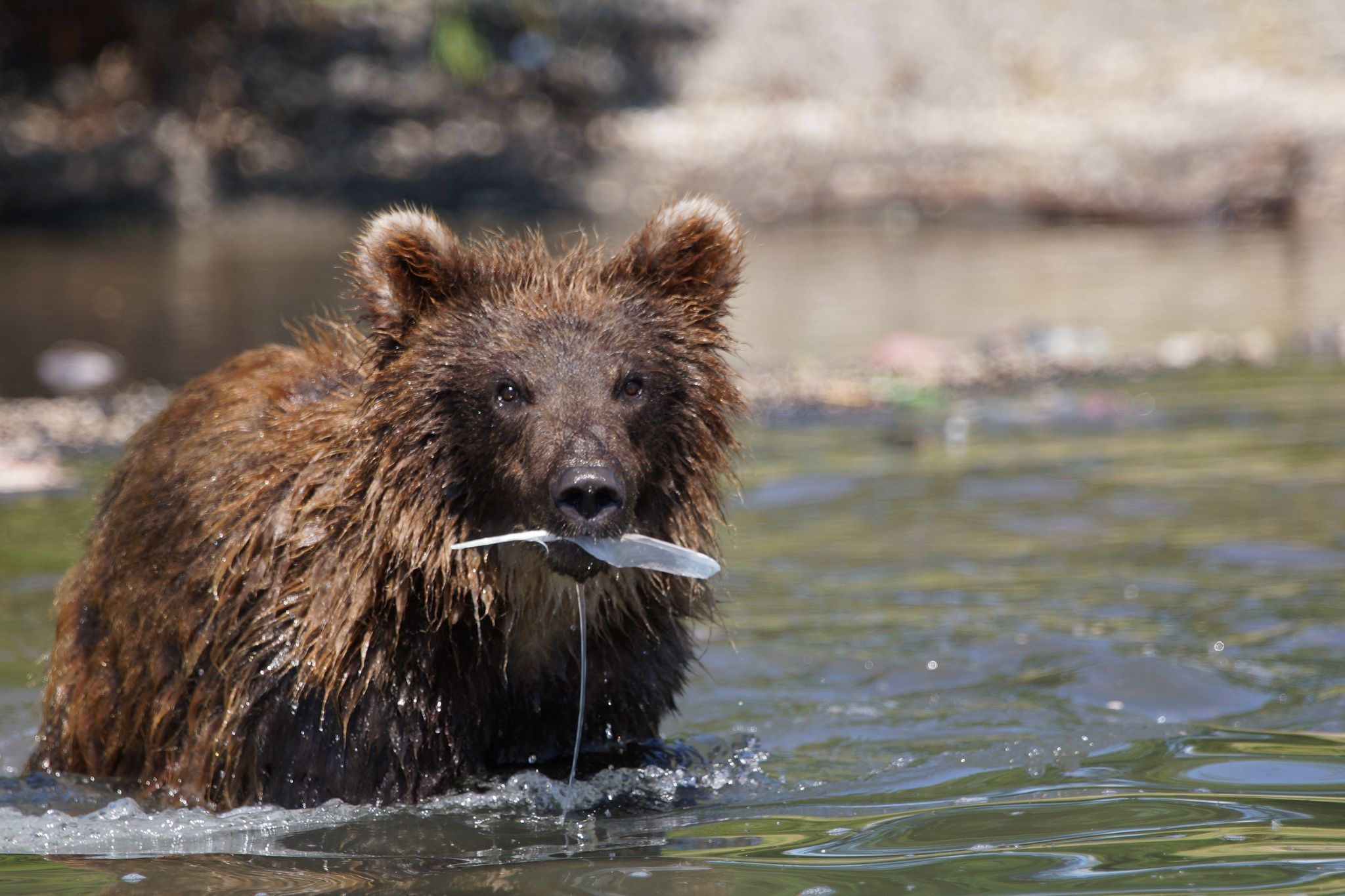 Камчатка, территория Южно-Камчатского заказника считается одним из самых медвежьих в мире, а всё из-за большого количества лосося
