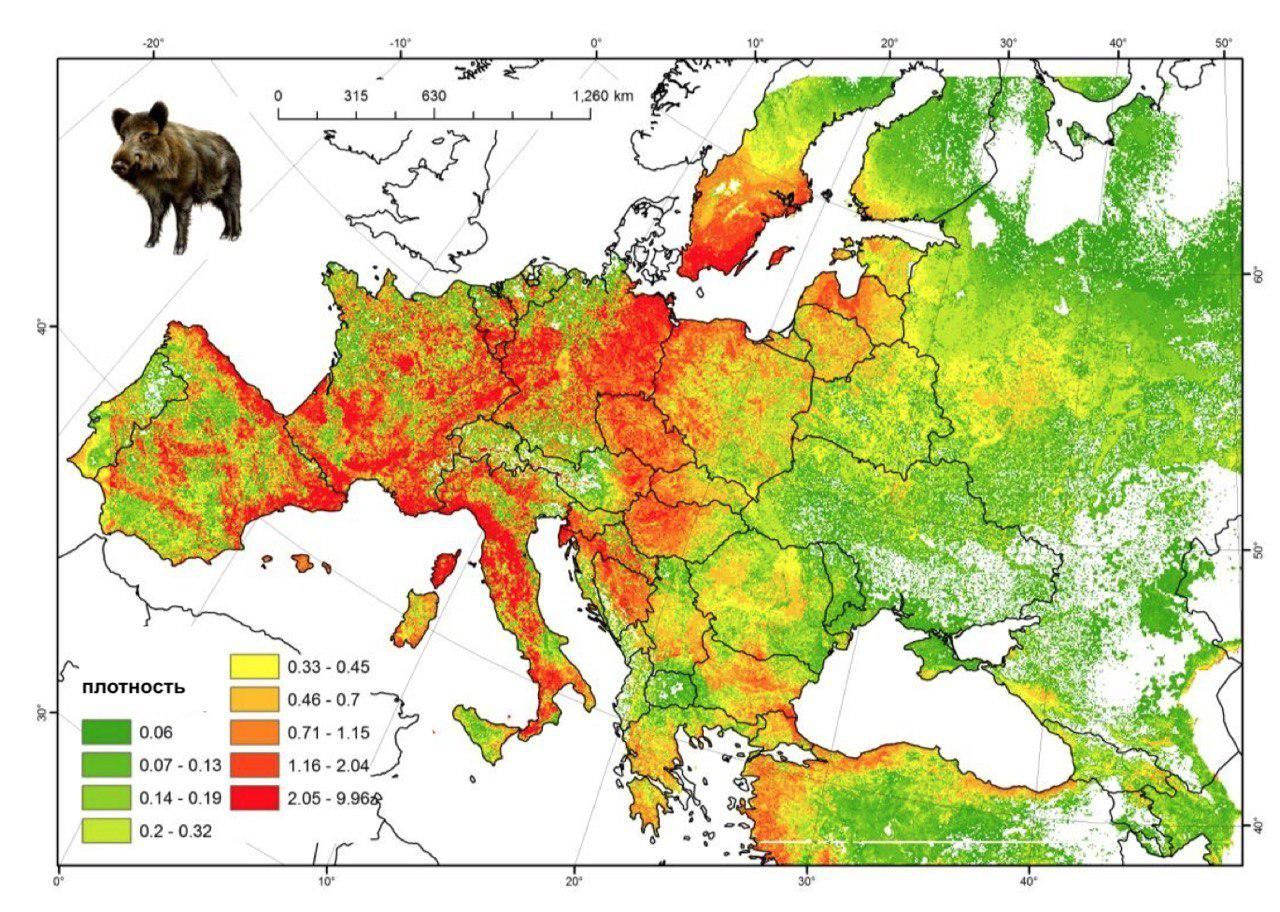 Плотность распространения дикого кабана в Европе © GF-TADs
