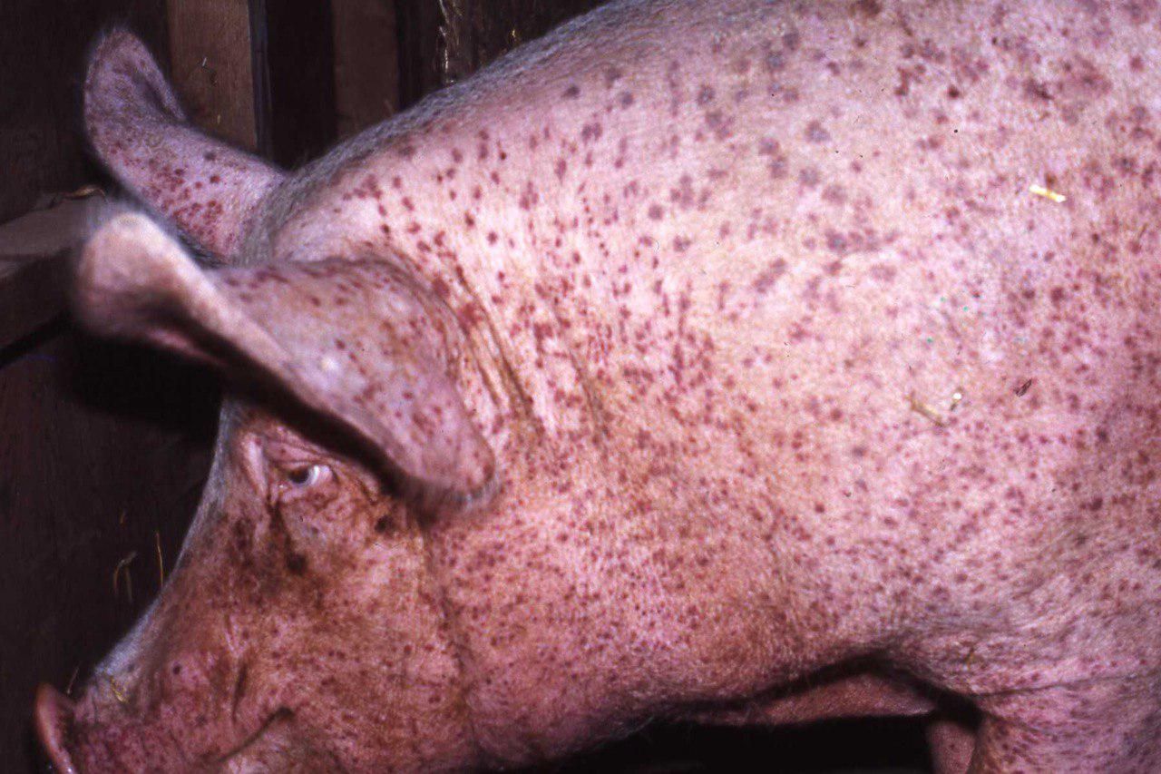 Больная вирусом АЧС домашняя свинья