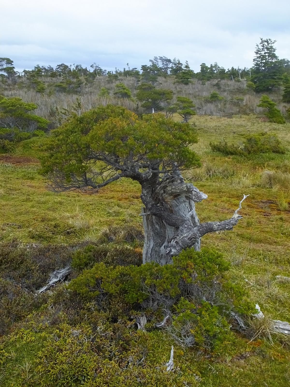 Ещё одна характерная черта — наличие «мумифицированных» отмерших поколений деревьев, большое число белых стволов, которые не гниют и не падают. 