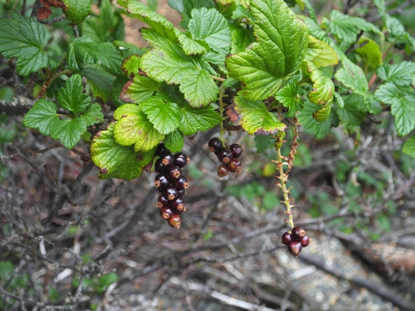 На снимке — очень характерный для лесов и болот Южной Патагонии вид ягоды. По виду листьев и ягод — ну русская черная смородина! По вкусу — можно предположить, что это её дальний дикий предок (напоминает). Здесь её называют местным эндемиком, лекарственным растением zarzaparrilla (Ribes magellanicum).