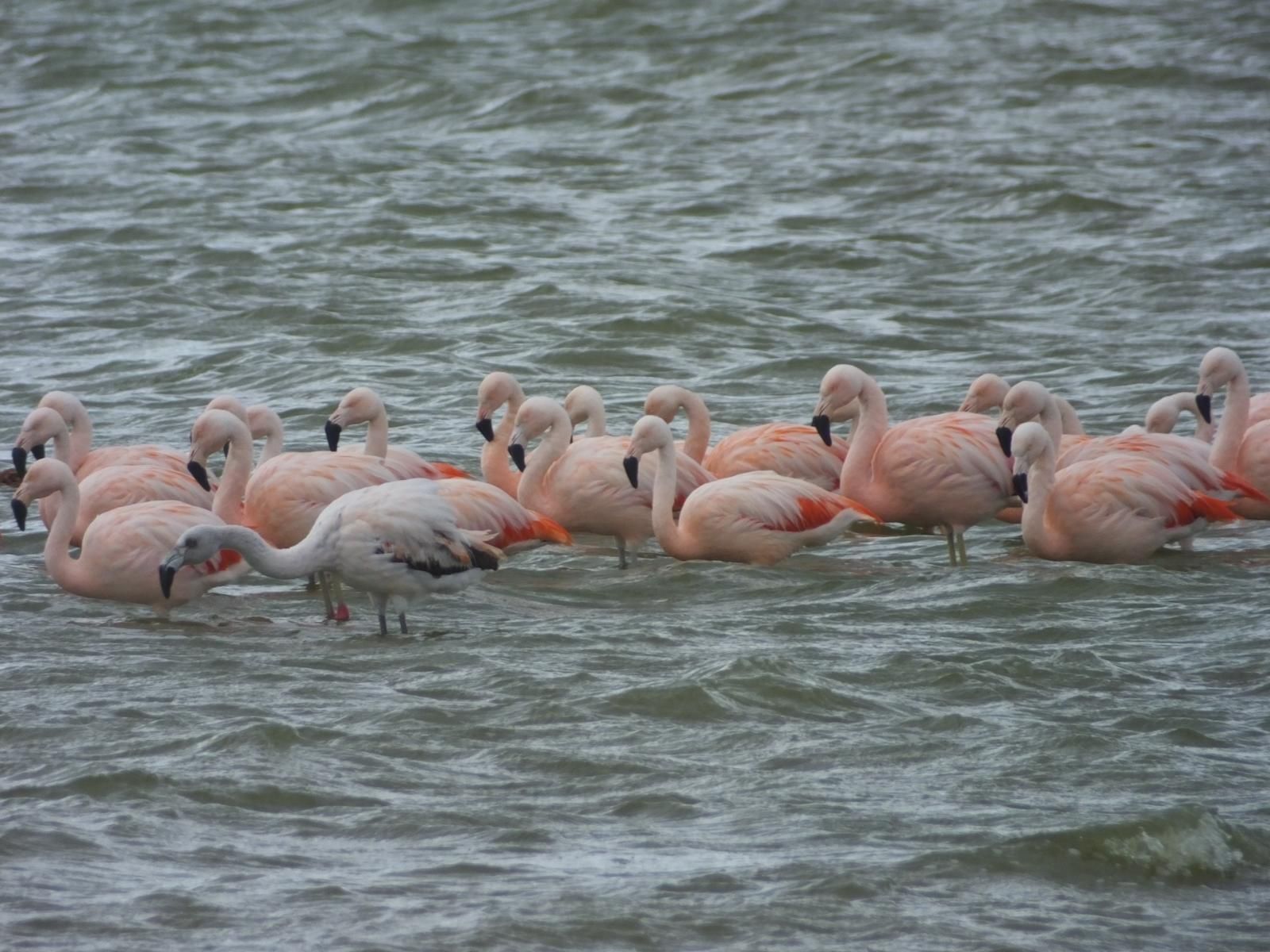 На озере обитает большая  популяция розовых фламинго (Flamenco chileno), а также гусей, уток и других видов птиц. 