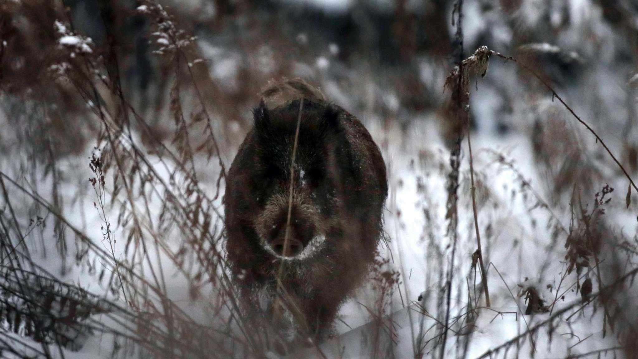  Этот бегущий дикий кабан в шведских лесах был застрелен охотниками. Уровень радиации, превышающий безопасный в 10 раз, предположительно, был вызван облаком радиоактивной пыли, которая взорвалась после чернобыльской катастрофы 33 года назад, осадив цезий-137 в земле на расстоянии 2000 км