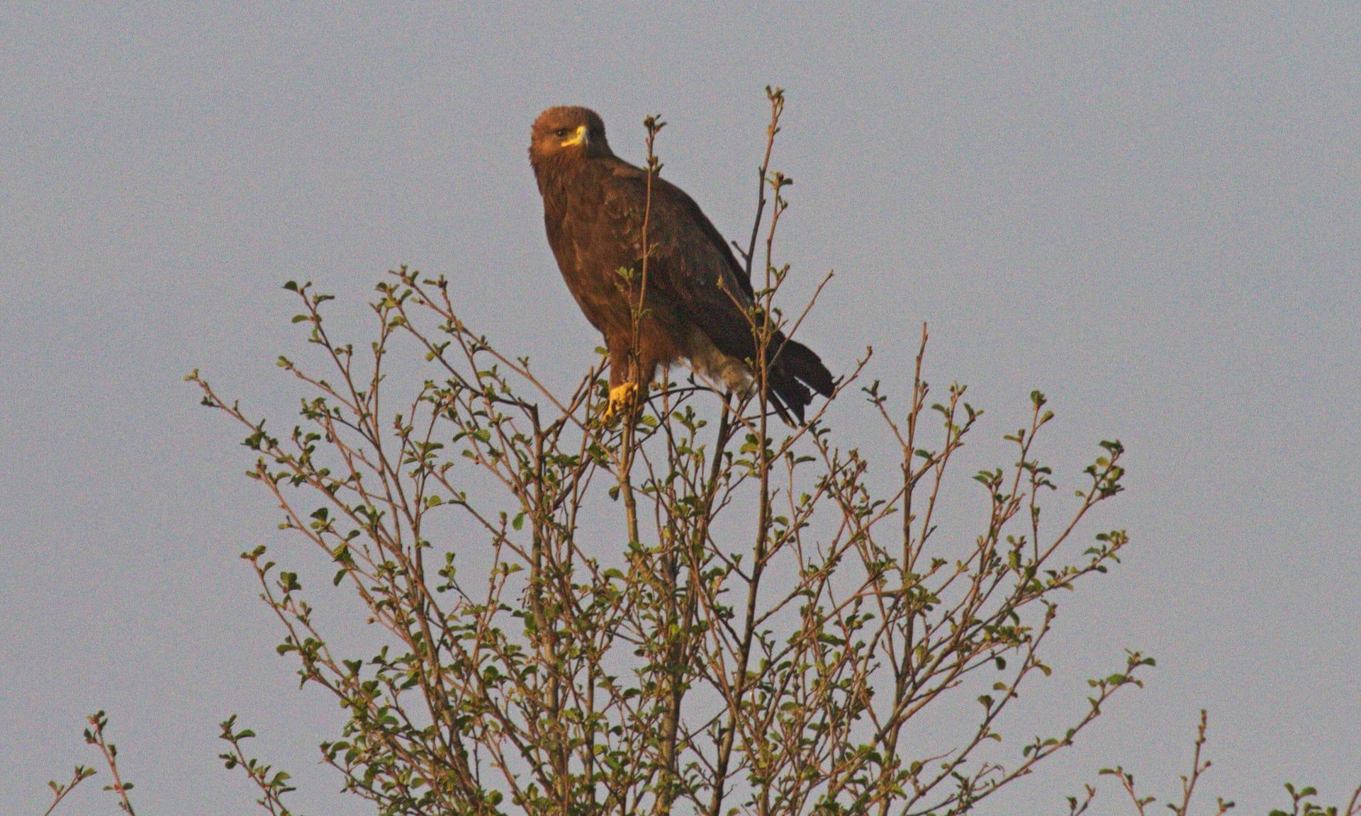 Lesser spotted eagle in the Palieski reserve