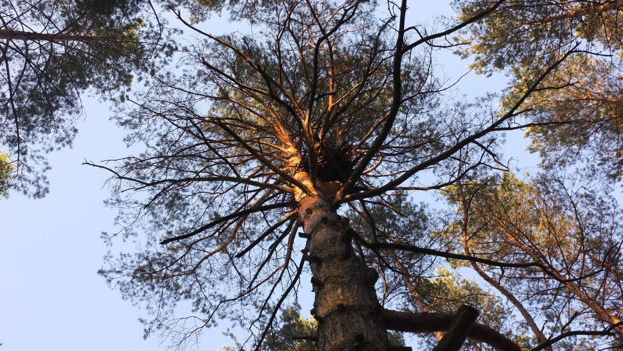 Брестское отделение АПБ установило искусственные гнёзда для сов на некоторых деревьях.