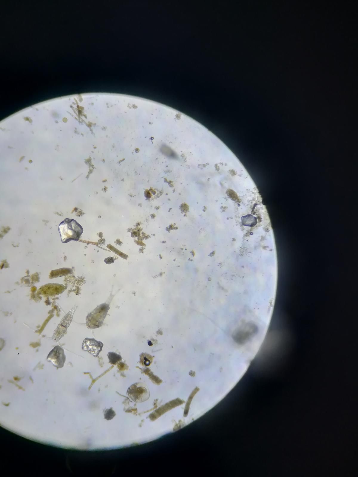 Оказалось, что если поскрести сачком в водорослях под волноломом, можно набрать пригоршню маленьких прозрачных креветок, а если провести сетью по дну, можно найти рыбу-змею и краба. Изучаем планктон под микроскопом, смотрим видео о физиологии тюленей и делаем эксперименты.