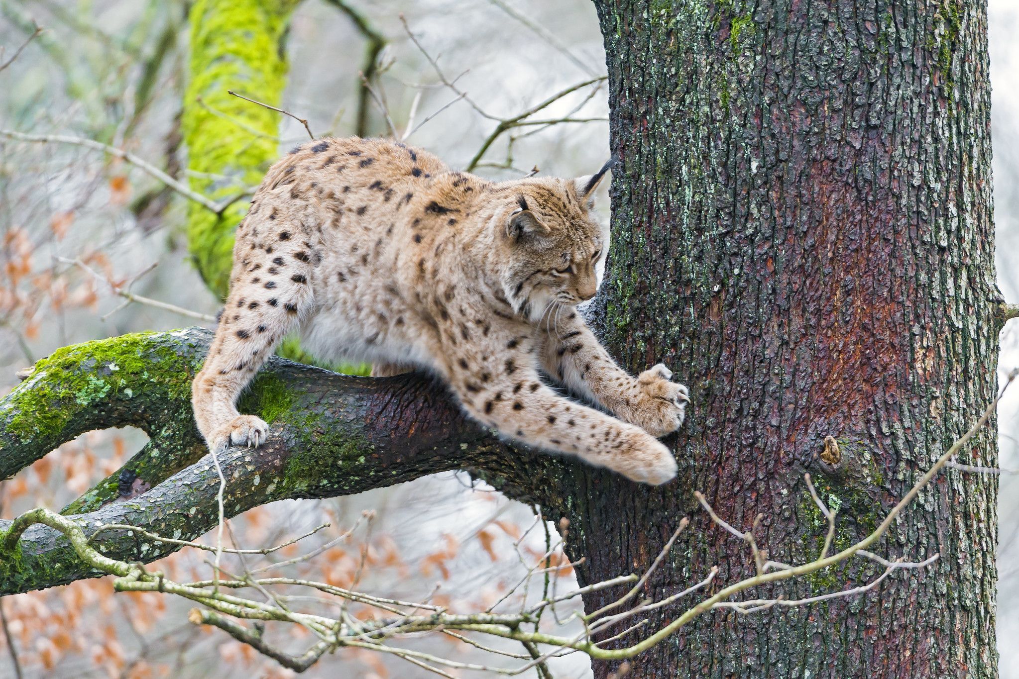 Рысь весит. Рысь - Lynx Lynx (Linnaeus, 1758). Рысь Подмосковная. Рысь европейская обыкновенная. Рысь Сибирская краснокнижная.