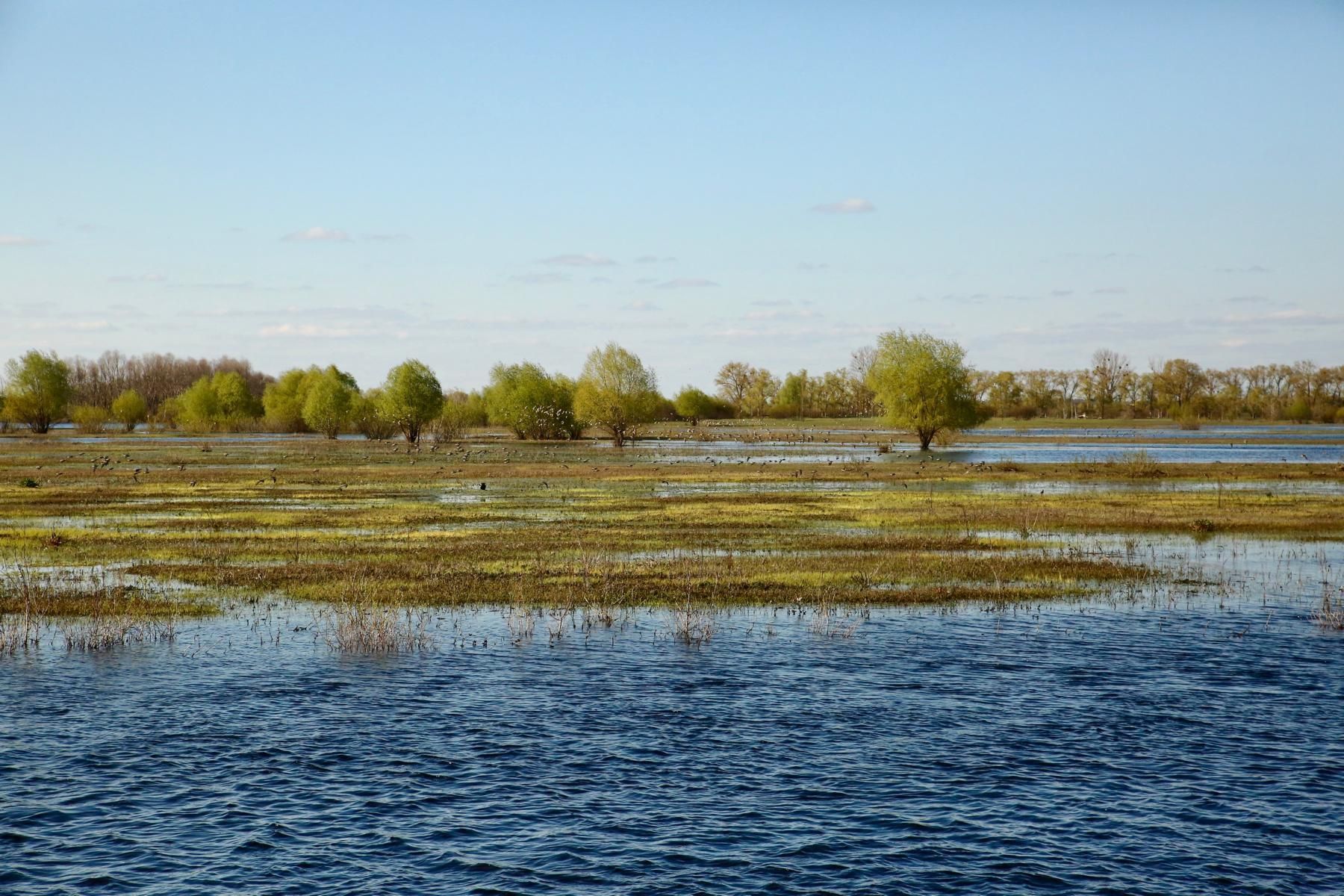 Река Припять вышла из берегов и затопила пойменные луга, образовав множество островов, которые так необходимы для гнездования птиц.