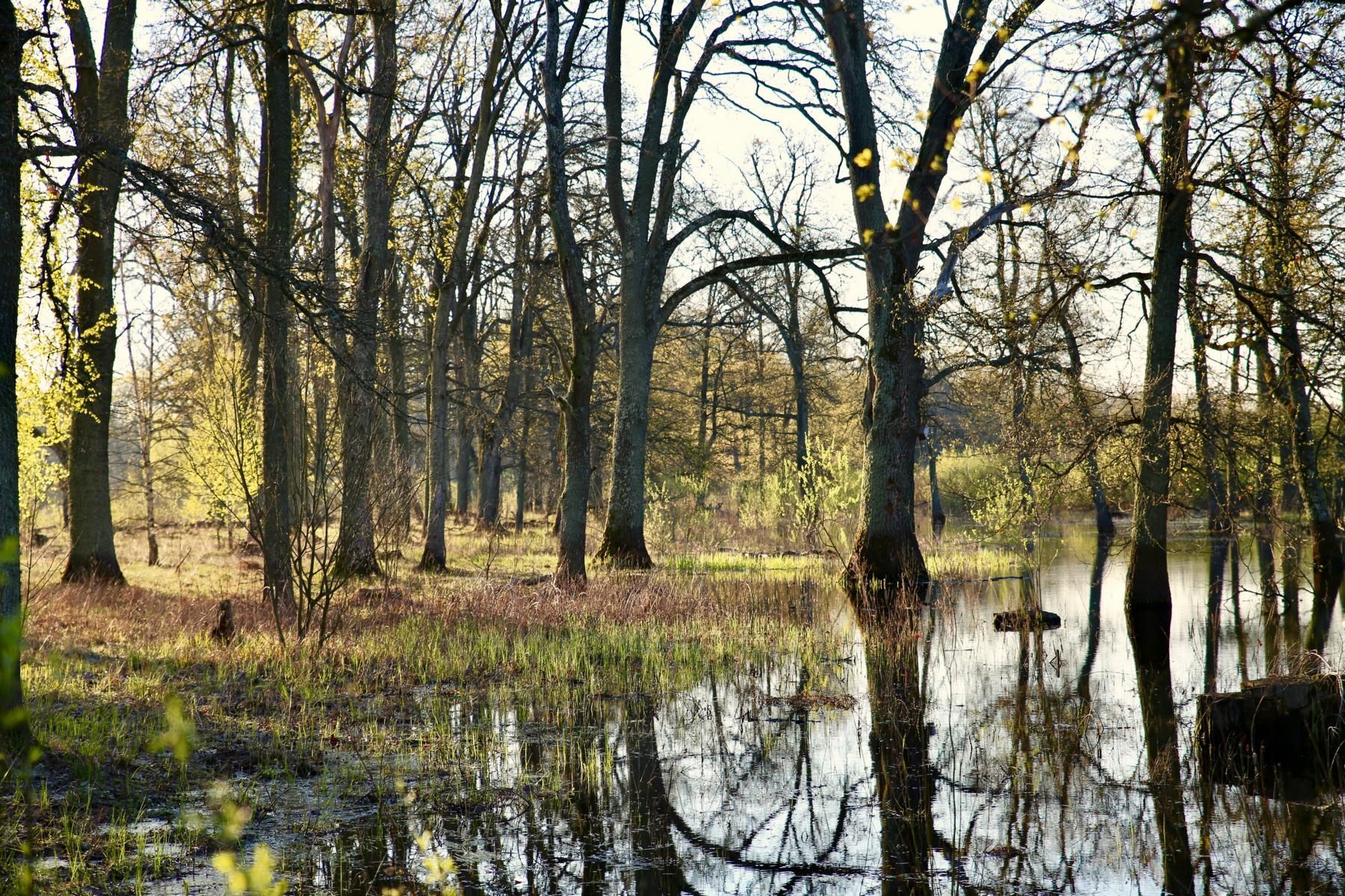 Припятский лес