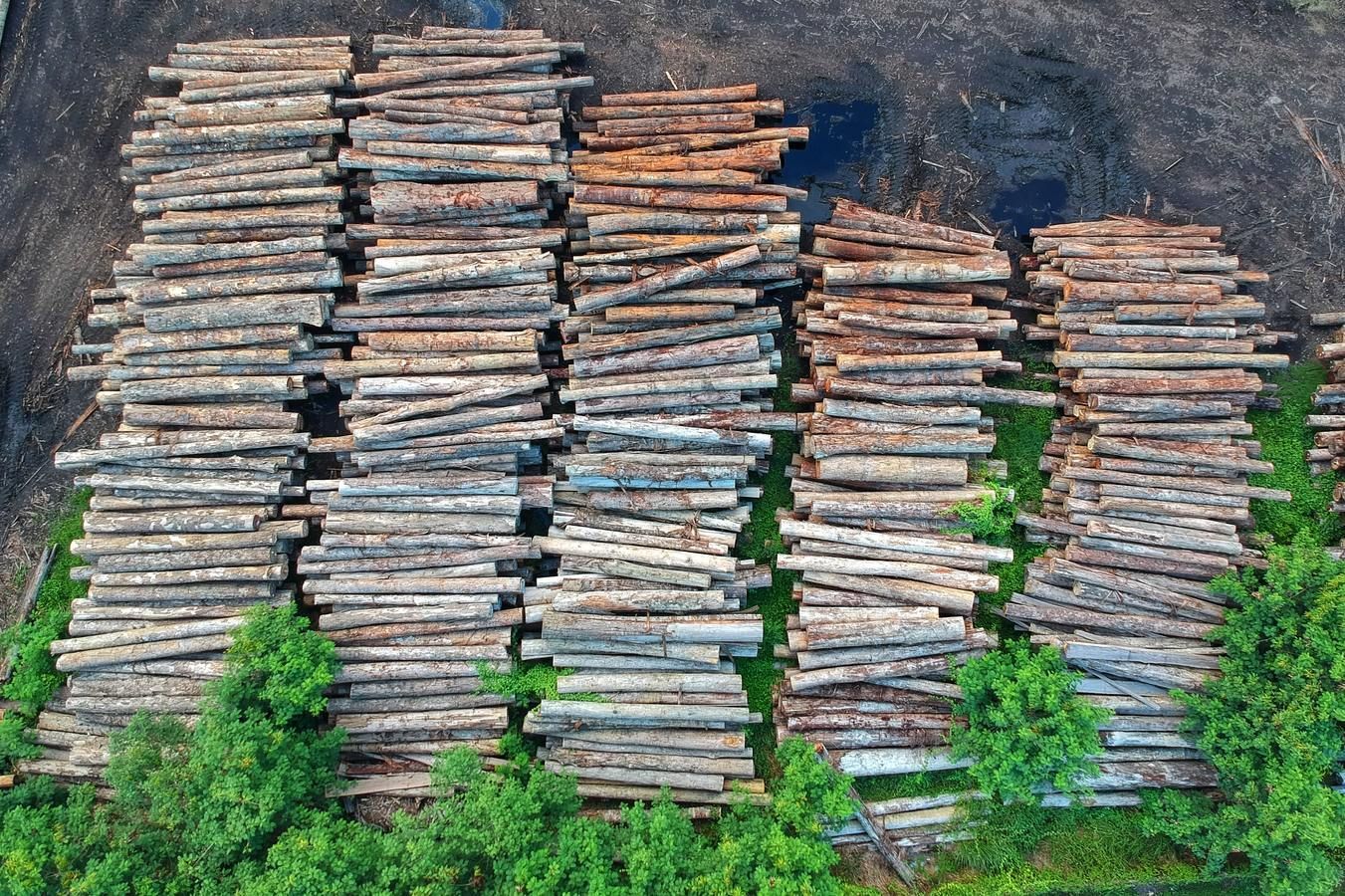В 2019 году организации Минлесхоза заготовили почти 21 млн м3 древесины