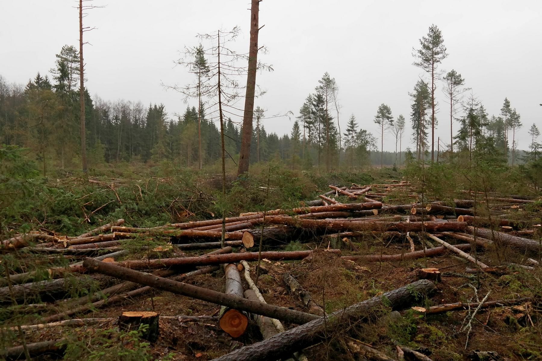 Вырубка леса в национальном парке «Браславские озёра»