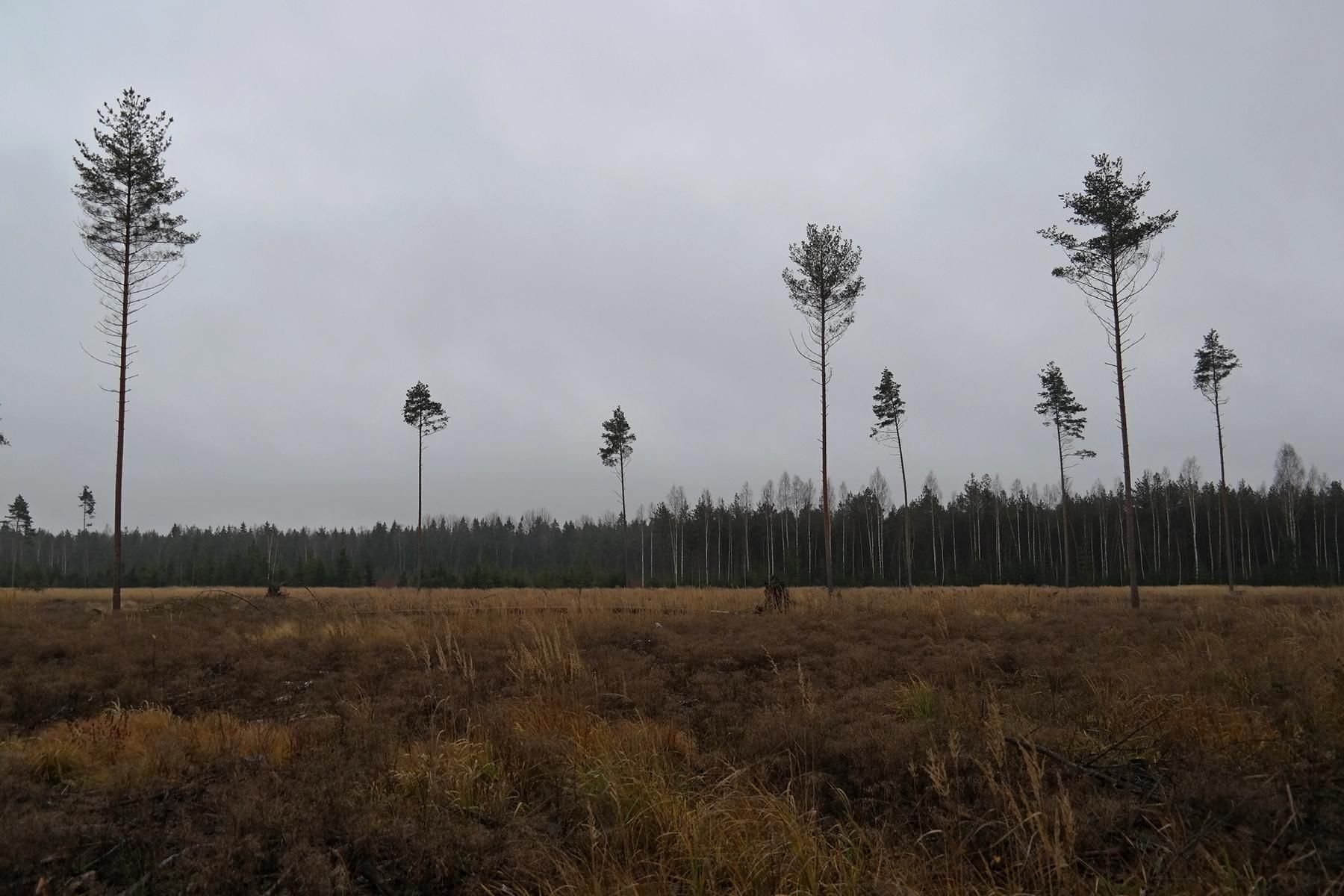 Старое место рубки леса в национальном парке «Браславские озёра»