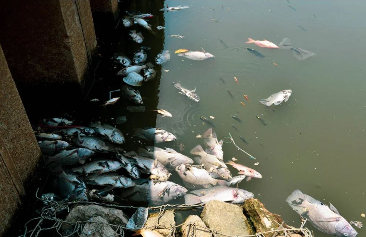 Рыба в грязной воде. Рыбы в загрязненной воде. Загрязнение водоемов. Рыба гибнет от загрязнений.