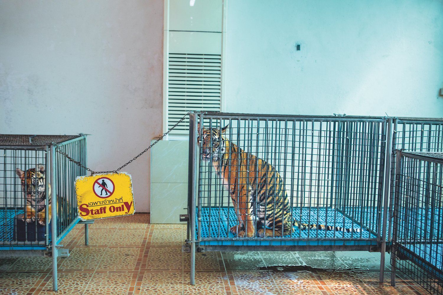 В тигрином зоопарке «Шрирача» (Чонбури, Таиланд) тигрят содержат в маленьких клетках, доставая оттуда только на время фотосъемки.