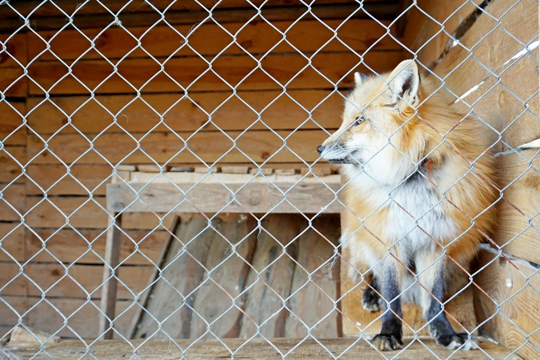 Лисица — жертва контактного зоопарка, уже не сможет жить в дикой природе.