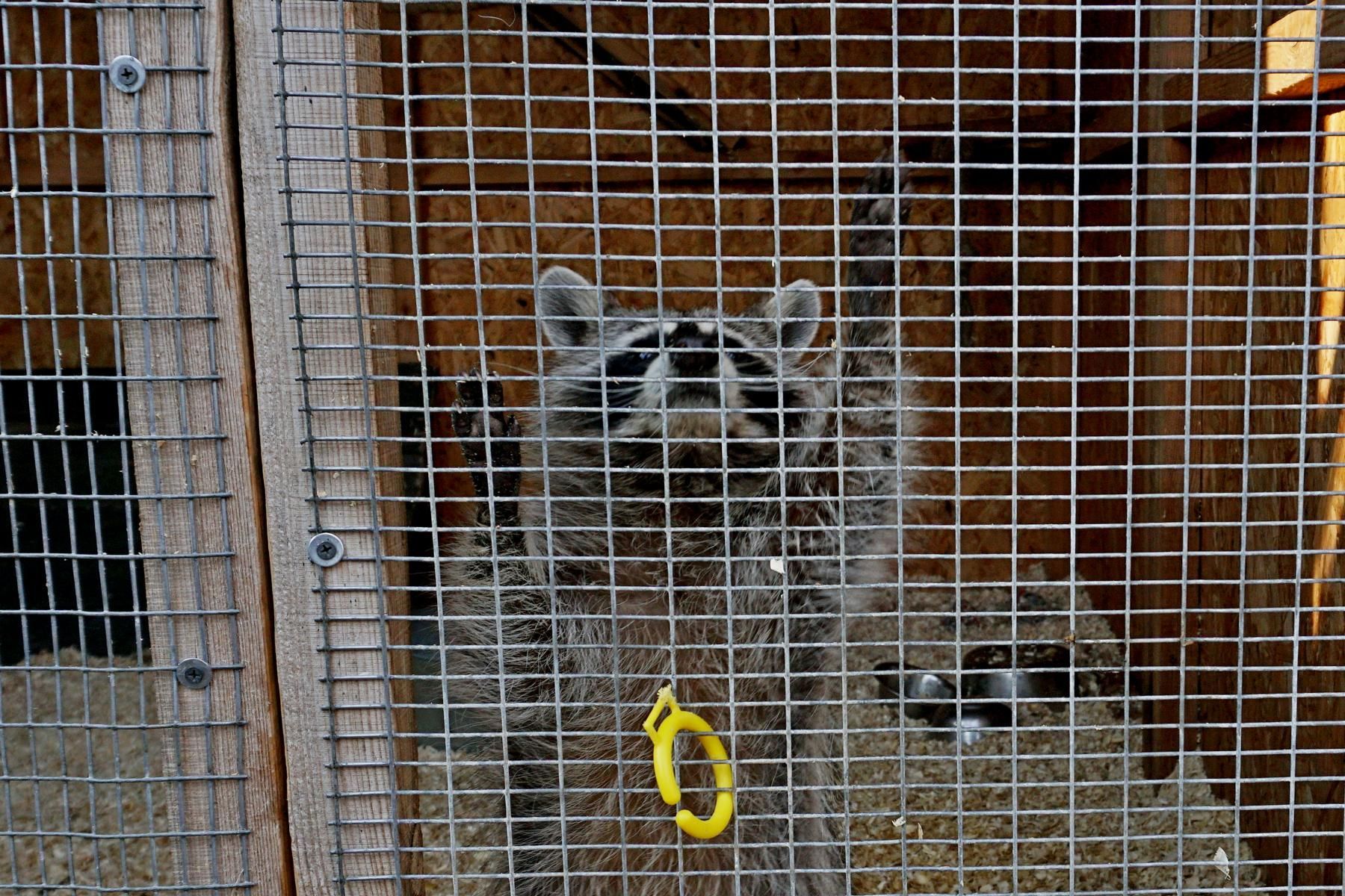 Енот в реабилитационном центре для диких животных «СИРИН», был также выкуплен из контактного зоопарка. © Kanstancin Chykalau