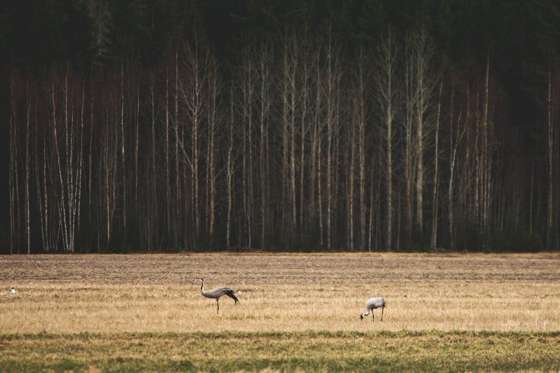 Через Беларусь пролегает один из важнейших миграционных путей для птиц. Во время осенней миграции лишь на болоте Ельня можно увидеть стаи в несколько тысяч журавлей.
